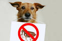 5 Solutions for Natural Flea Control | Care2 Healthy Living