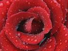 گل رز قرمز - close up
