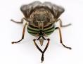 Diptera