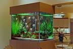 Home Decor Ideas Photo: Cool Aquarium Decorations Ideas, aquarium ...