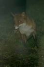 are mainly nocturnal. - via Daymix