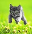 Domestication of humans by the cat | Gene Expression | Discover ...