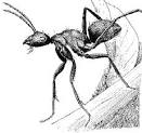 How Do You Get Rid Of Ants
