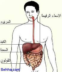 صور لجهاز التنفس والكبد وغيرهـــــــــ..... Images?q=tbn:ANd9GcQdKA-PNHGQjBFE4Mgb6Jj0AXmWjtGfxdzMr6VlIHLZsbXvvFFu3w