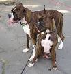 Boxer (dog) - Simple English Wikipedia, the free encyclopedia