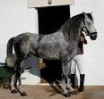 The Andalusian Horse