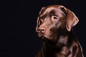 Labrador- Portrait - Bild \u0026amp; Foto von Klaus Bialkowski aus Hunde ...