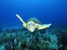 Loggerhead Sea Turtles, Loggerhead Sea Turtle Pictures, Loggerhead ...