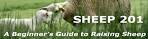 Sheep 201: A Beginner's Guide to Raising Sheep