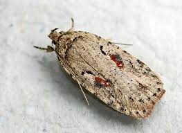 Attēlu rezultāti vaicājumam “Agonopterix ocellana”