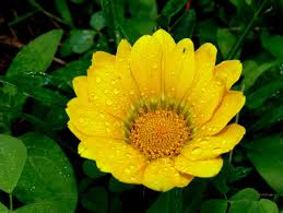 ~flower~