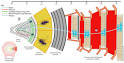 Compact Muon Solenoid - Wikipedia, the free encyclopedia