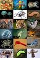 220px-Animal_diversity.png