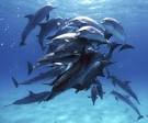 Spotted Dolphin or Atlantic Spotted Dolphin