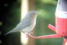 Winter Birding i
n Rich Hoyer&  ...