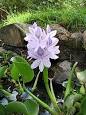 <b>Pontederiaceae</b>