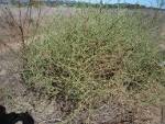 <b>Salsola</b> tragus