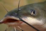 File:Ictalurus punctatus1.jpg - Wikipedia, the free encyclopedia