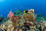 Dive Papua New Guinea
