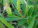 File:<b>Sapium</b> glandulatum 1.jpg