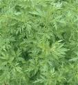 <b>Artemisia annua</b> L. image