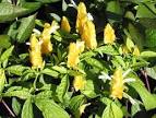 <b>Acanthaceae</b> sp.