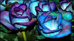 Blue roses Wallpapers, Blue roses Backgrounds, Blue roses Free HD ...