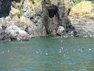 SM7308 : Puffins off The Neck at Skomer Island - via Daymix
