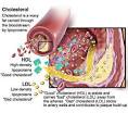 What is bile juice for