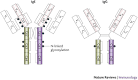 Figure 1 : IgE in allergy and asthma today : Nature Reviews Immunology