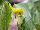 <b>Arisaema</b> Species Two