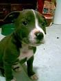 WANTED FEMALE PIT BULL/BOXER MIX - Community Activities - boxer mix