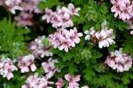 File:Pelargonium graveolens 2.jpg - Wikimedia Commons