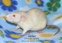 Spoiled Ratten Rattery-Agouti Colors