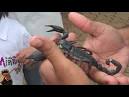 Black Scorpion