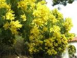 File:<b>Acacia</b>-decurrens-catalina