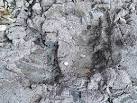 Blobs of molten rock with different chemical and physical properties have - via Daymix