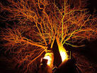 Sodium Light Lit Tree at Rogerthorpe Manor - via Daymix