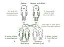 Six Things Everyone Should Know About Genetics | ASHG