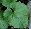 Honeydew (melon) - Wikipedia, the free encyclopedia