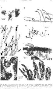 Image result for Polysiphonia forcipata