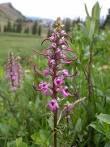 Pedicularis groenlandica (<b>Orobanchaceae</b>) image 9038 at