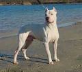 argentino