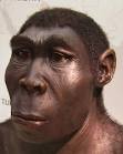 File:Homo erectus new.JPG