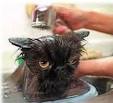 Funny Kitten Pictures. Bumper page images, photos, jokes, stories ...