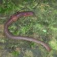 Worm - Wikipedia, the free encyclopedia