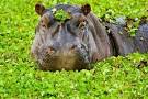 These massive <b>mammals</b> keep