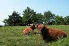 SU8935 : Highland cattle - via Daymix