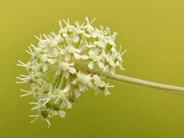 Attēlu rezultāti vaicājumam “Angelica sylvestris flower”