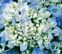 Hydrangea - Hydrangea Plants, Buy Hydrangea